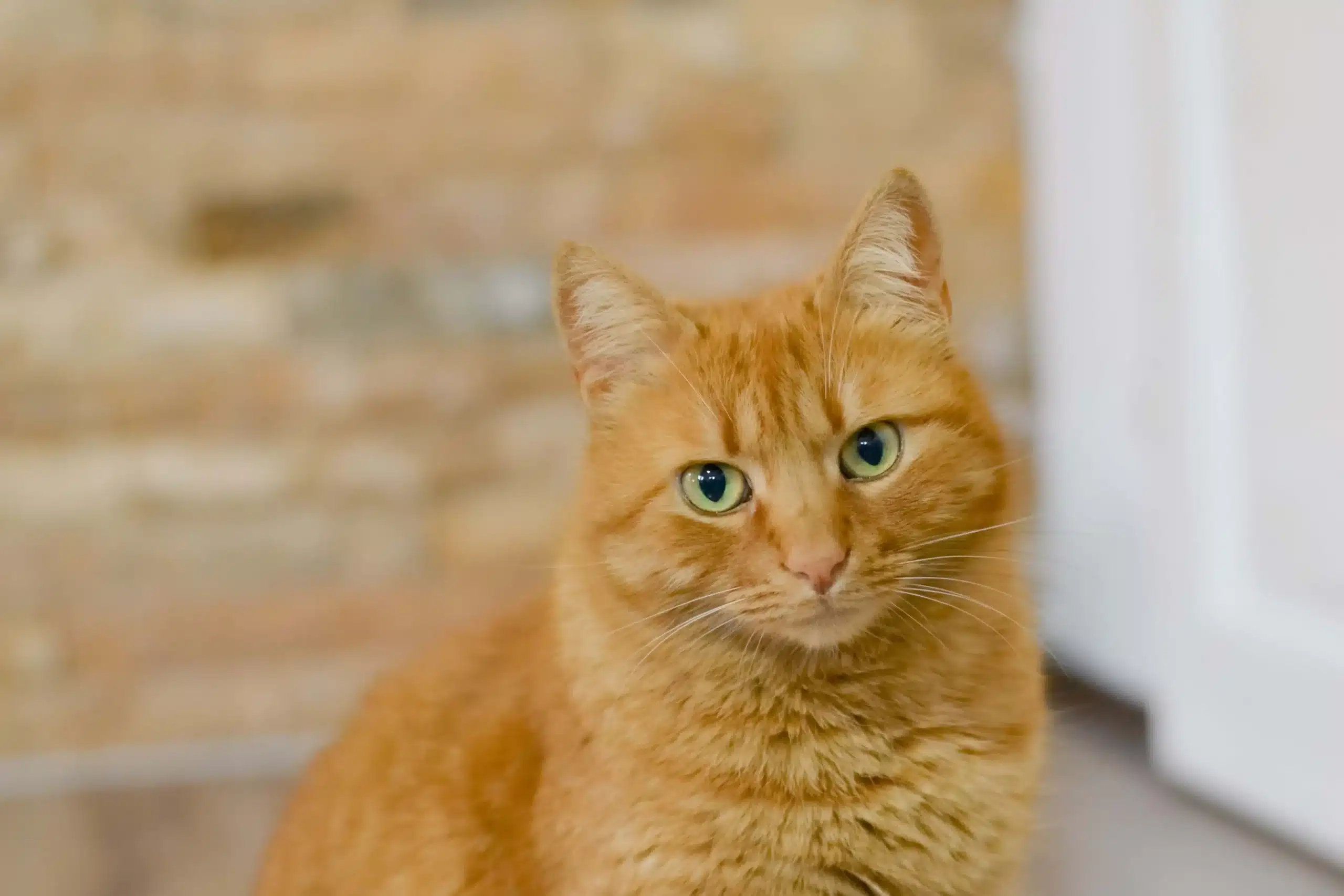 Orange cat staring at camera